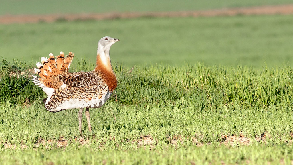 Imagen de archivo de un ejemplar de avutarda en un campo de la región./ el adelantado