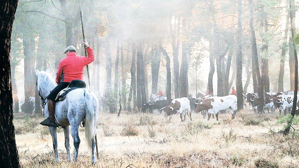 Parada de la manada en los pinares antes de volver a arrancar y emprender el camino hasta Las Máquinas. / Chantal Núñez.