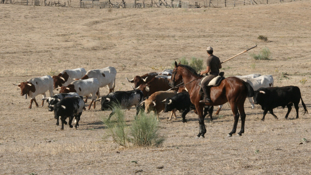 Reses en el proceso de encabestramiento./ c. n