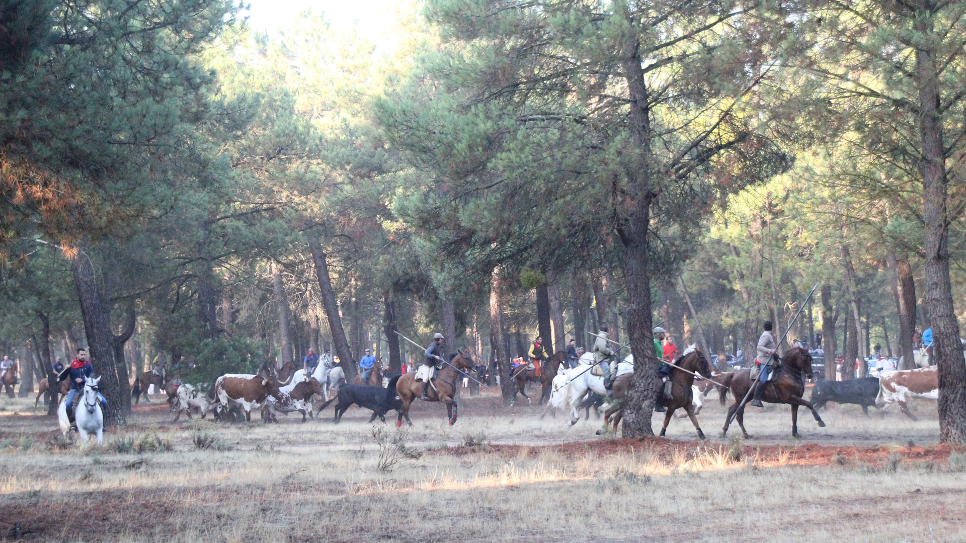 Parada de la manada en los pinares antes de volver a arrancar y emprender el camino hasta Las Máquinas./chantal núñez.