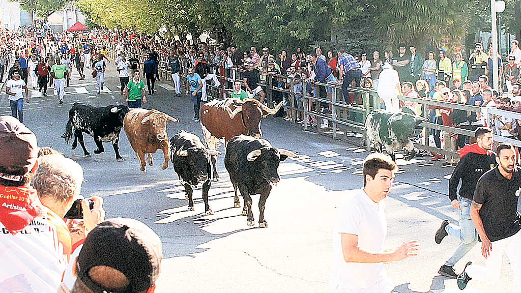 “Encierro al revés”, en un tramo del recorrido urbano en Cuéllar, provocado por la vuelta de parte de la manada hasta reagruparse de nuevo y realizar “un segundo encierro”. / Chantal Núñez