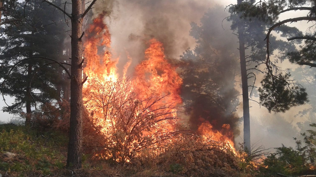 Las llamas afectan a una masa forestal de pino y roble, principalmente. / RAÚL GARCÍA CASTÁN