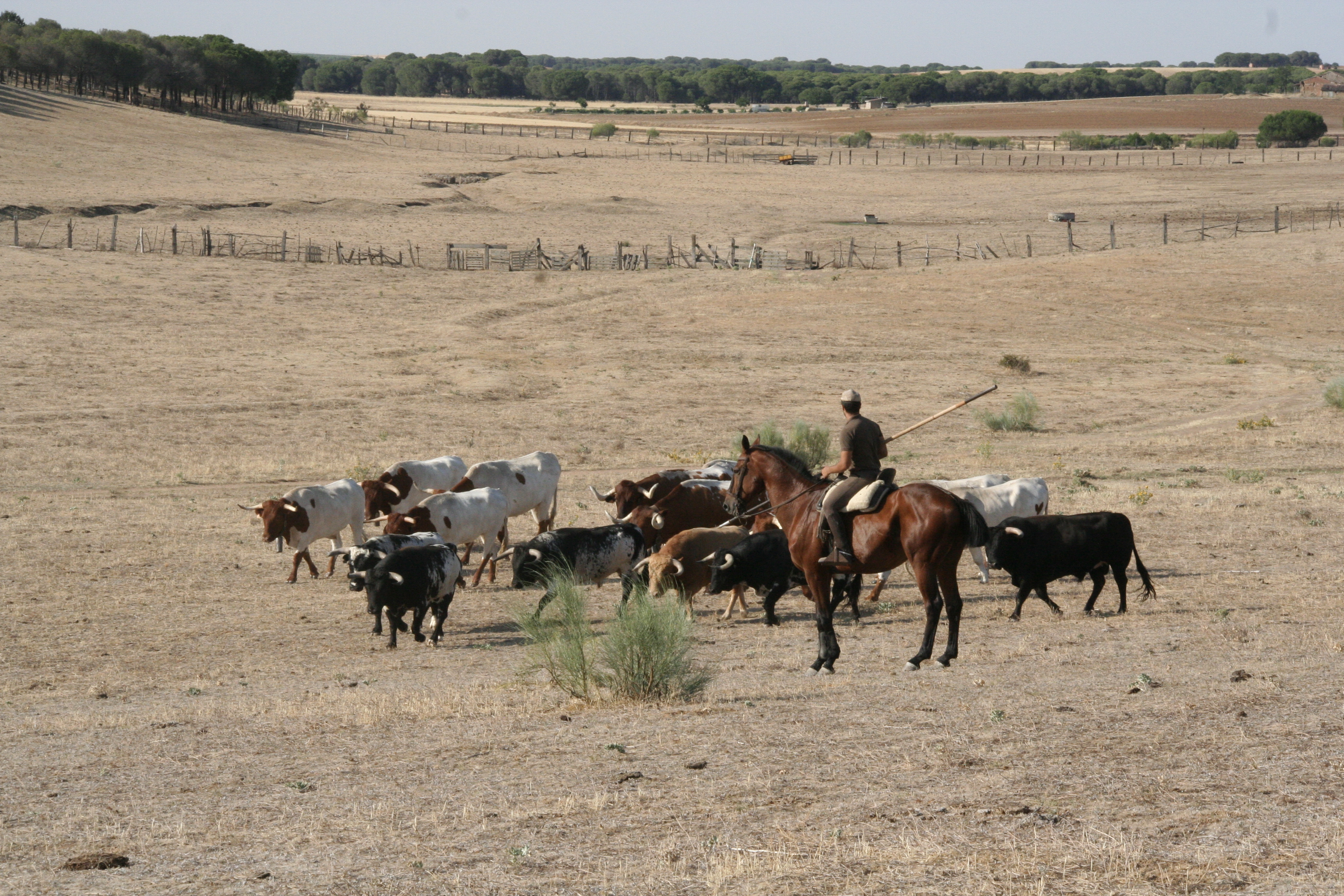 Reses en el proceso de encabestramiento./ c. n