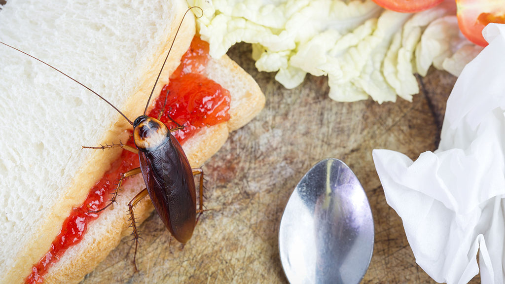 Las cucarachas se adueñan de la plaza de San José las noches de verano 2 5 1 cucaracha comida