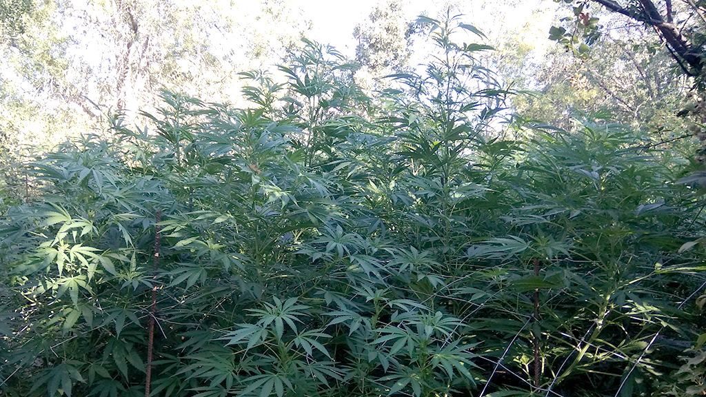 Foto de archivo. Plantas de marihuana. / E. A.