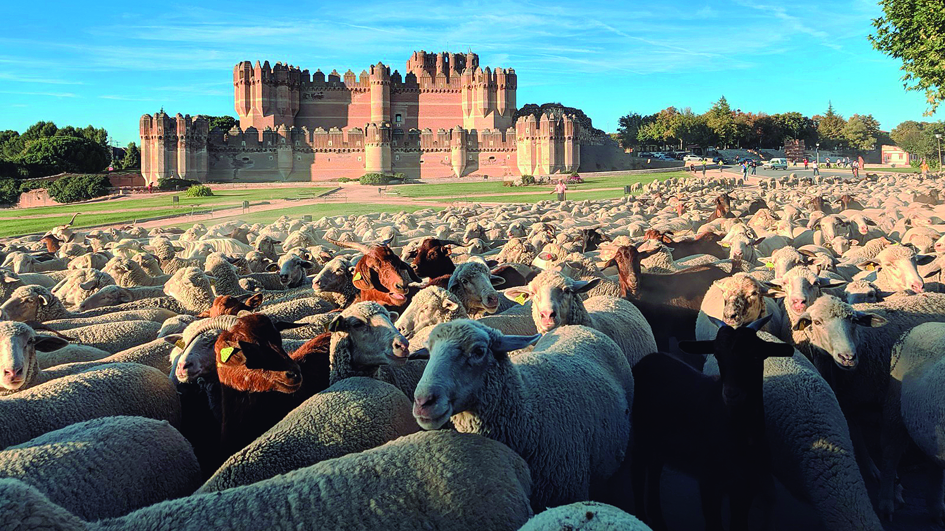 Las ovejas y cabras realizan la trashumancia por delante del emblemático castillo de Coca. / David Rubio