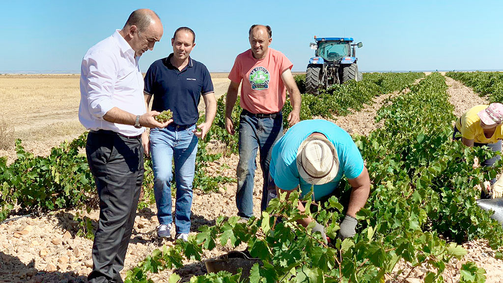 De Vicente visita el arranque de la vendimia en la comarca de Nieva 1 El presidente de la Diputación, Miguel Ángel de Vicente, durante su visita a los viñedos de Nieva. / El adelantado