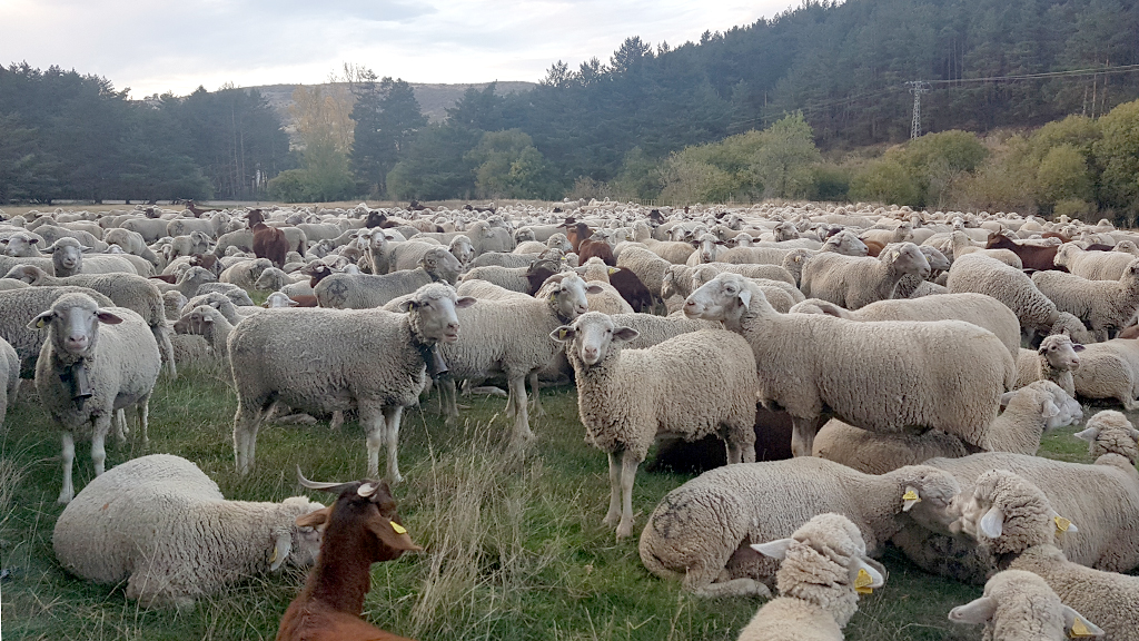 Cerca de 2.000 animales pasaron la noche en el paraje conocido como La Panera. / eduardo redondo