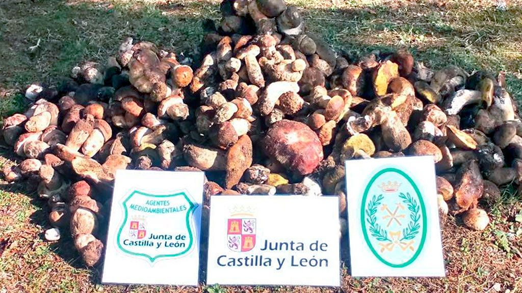 Setas de las especies boletus, edulis y pinícola. / EL ADELANTADO
