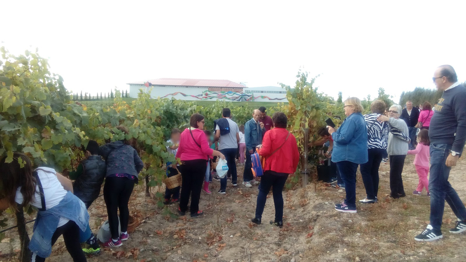 Participantes de la fiesta de la vendimia de 2018 recogen las uvas para su posterior pisado. / El Adelantado