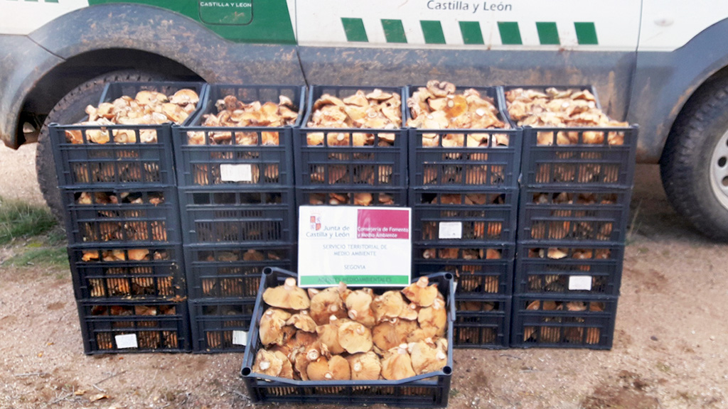 Imagen de los níscalos decomisados por los agentes medioambientales. / el adelantado