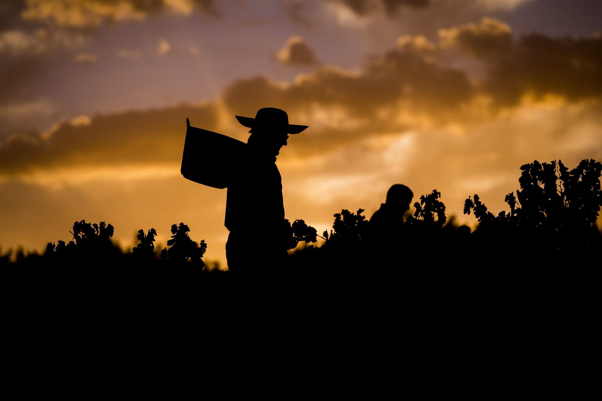 Recogida de la uva con denominación Montilla Moriles en la localidad cordobesa de Montilla. / Efe