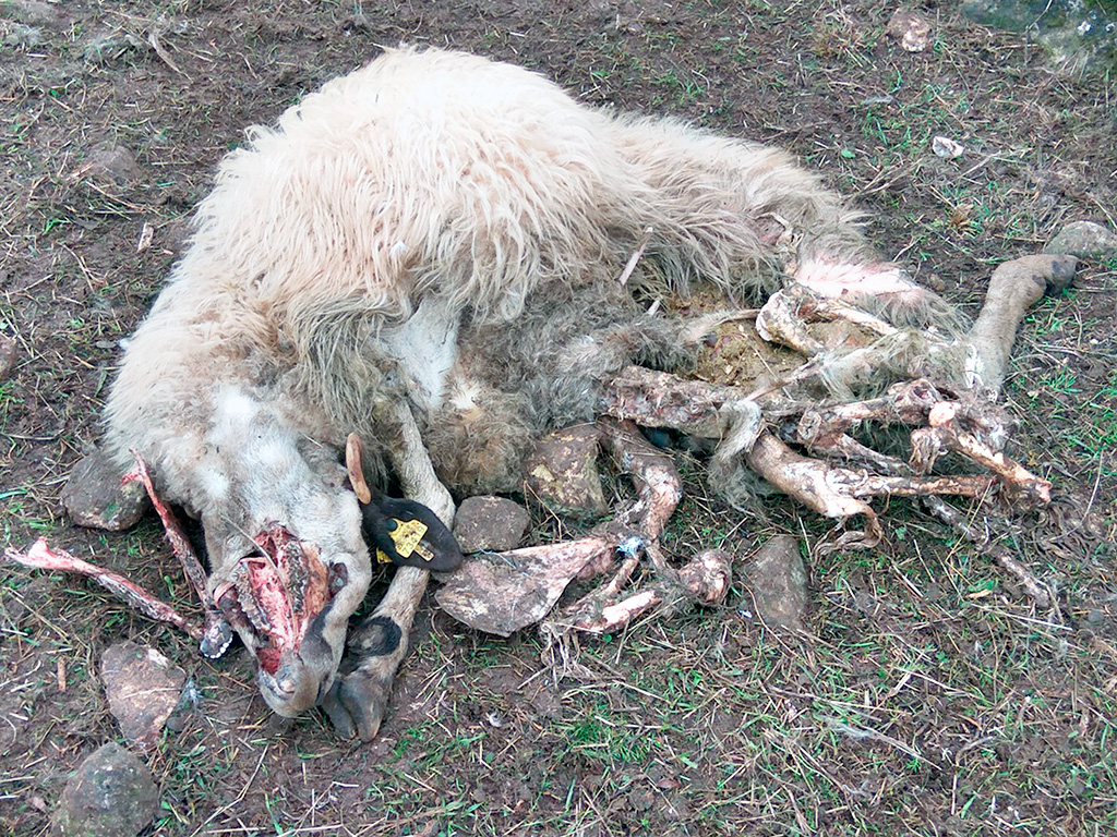 Estado en el que quedó una de las ovejas atacada en Castrillo. /E.A.