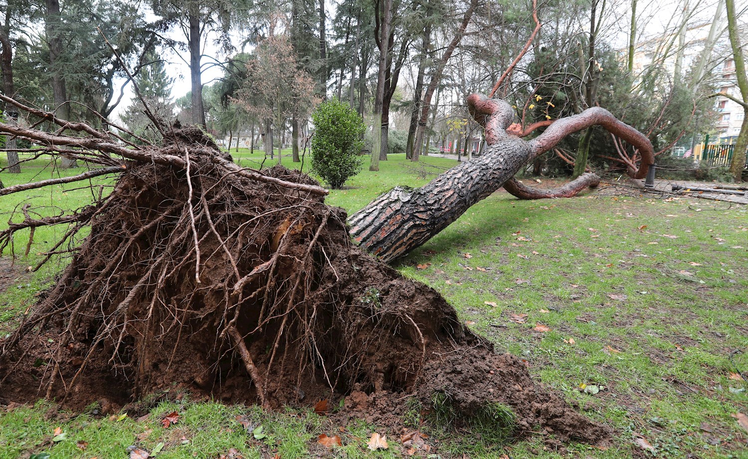 Vista de un árbol arrancado por los fuertes vientos en el municipio de Ponferrada. / EFE