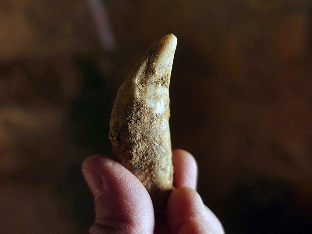 Imagen de un canino de hiena hallado en el Portalón del Tejadilla por el equipo de arqueólogos. / Dicyt