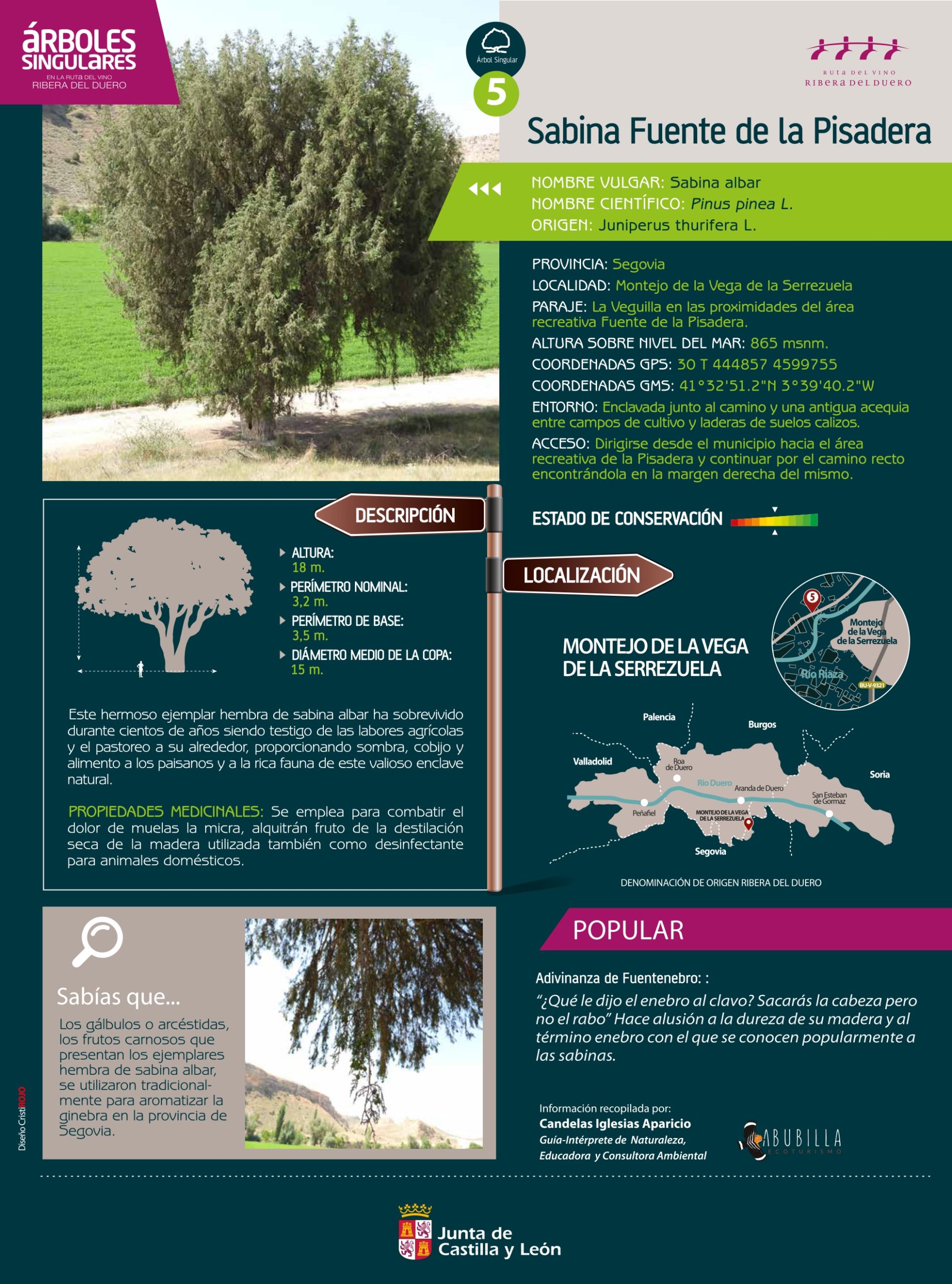 El catálogo recoge las características y ubicación de la sabina identificada y representativa de la ruta.