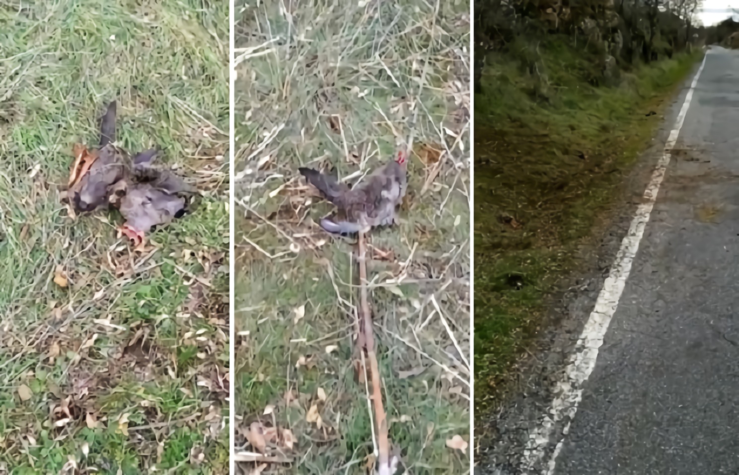 Aparecen las cabezas de once corzos furtiveados en un coto