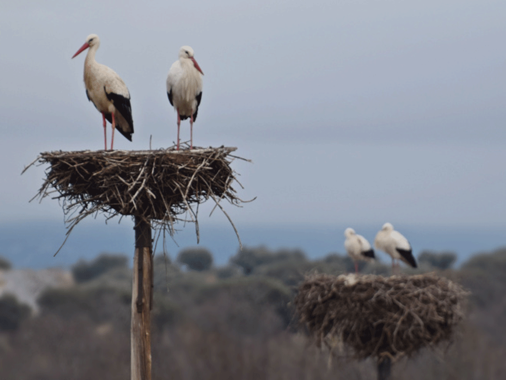 Las cigüeñas hacen sus nidos en numerosos pueblos de la comarca nordeste de la provincia de Segovia./ROCÍO PARDOS