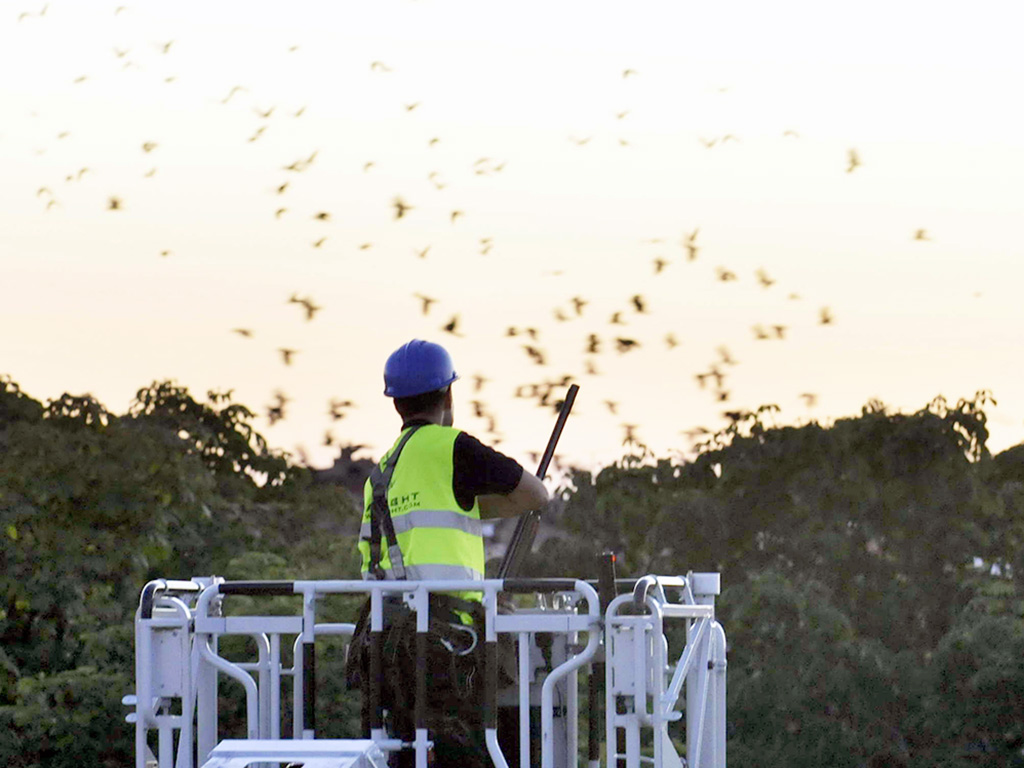 El control de palomas y estorninos en Segovia implica un coste anual de más de 18.000 euros 3 05 1chas Caza estorninos san jose CHA9969