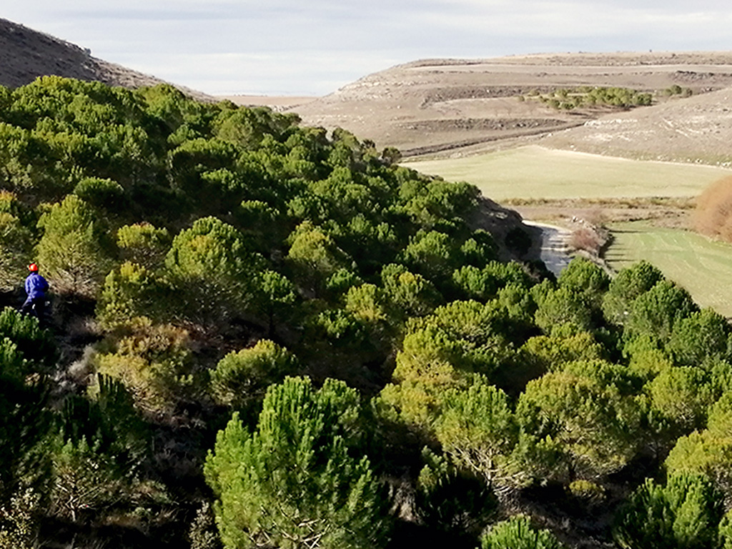 Esta iniciativa permitirá proteger este bosque de pinos piñoneros y garantizar su crecimiento. /E.A.