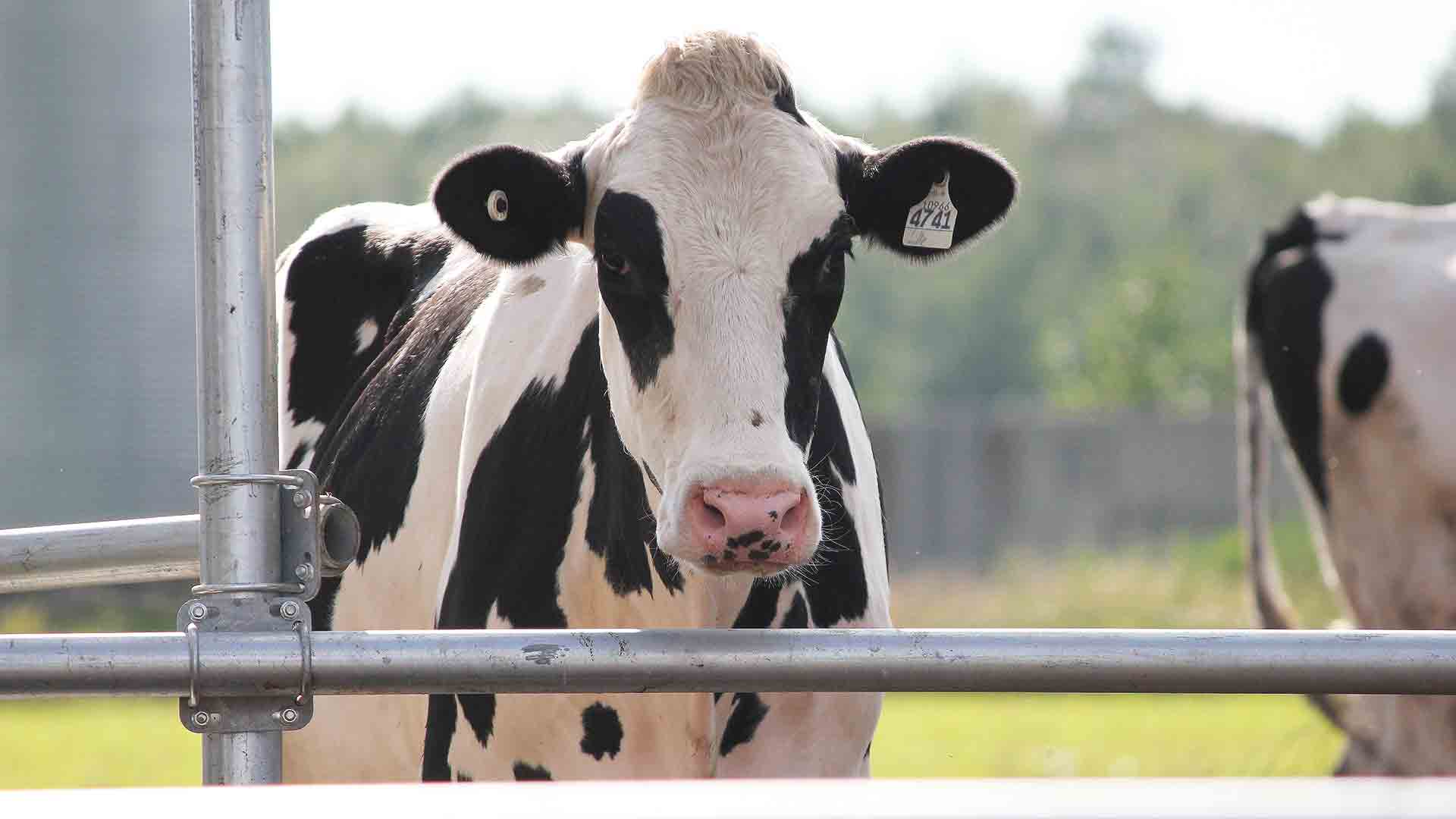 La enfermedad de la ‘lengua azul’ afecta a rumiantes. / Europa Press