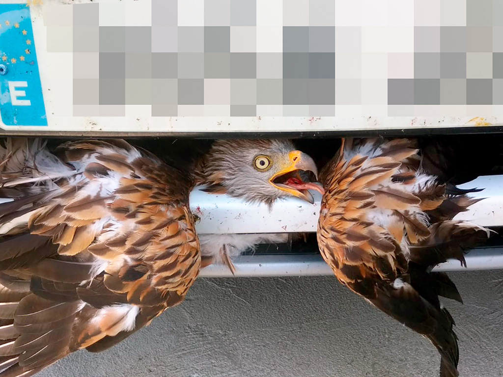 Los accidentes de tráfico en los que se ven involucrados animales suben año tras año. / EL ADELANTADO