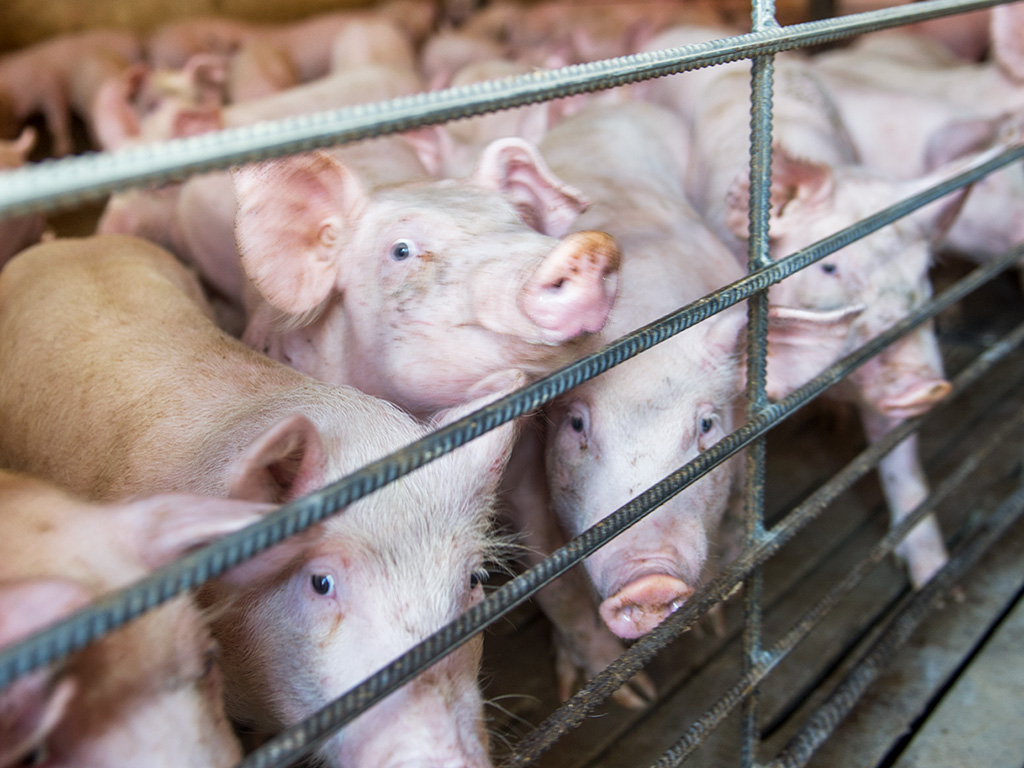 La nueva norma que regula el sector establece más medidas de protección ambiental, así como de bienestar animal y seguridad sanitaria.
