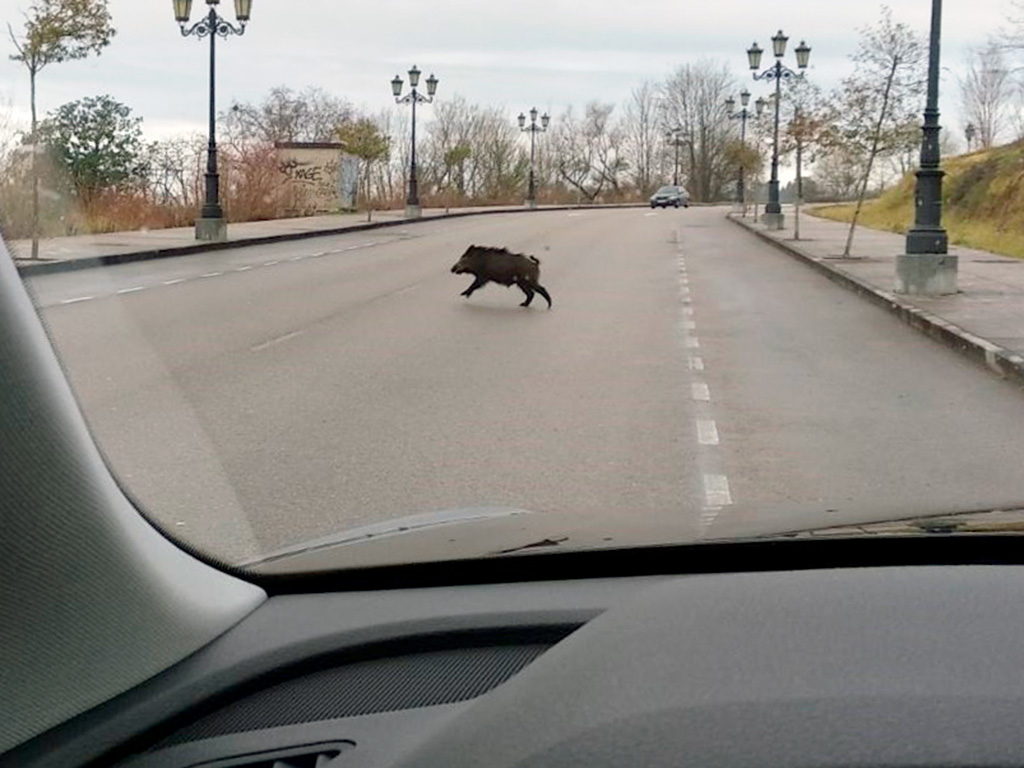 Un jabalí cruza una carretera alejada de su hábitat natural. / EUROPA PRESS