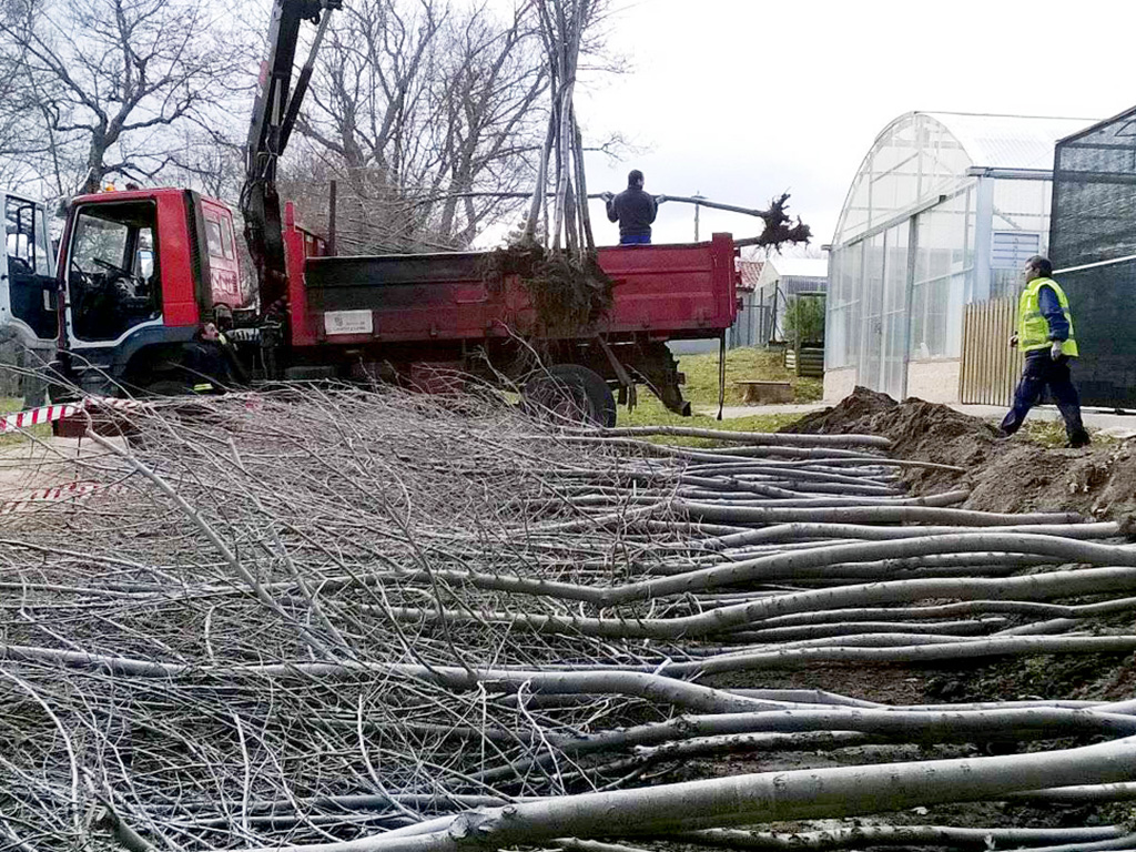 Reparto de olmos por parte de la Diputación, en el año 2016./E.A.