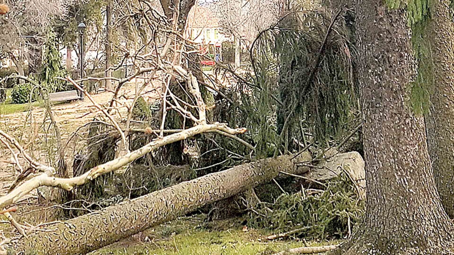 Imagen del estado en el que quedó el parque municipal tras el paso de la tormenta. / E. R.