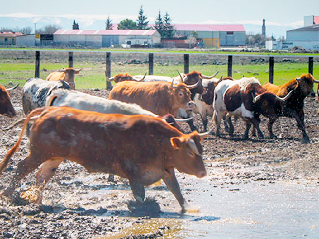 Una ganadería con ejemplares bovinos que posteriormente se consumen en un restaurante. / EL ADELANTADO