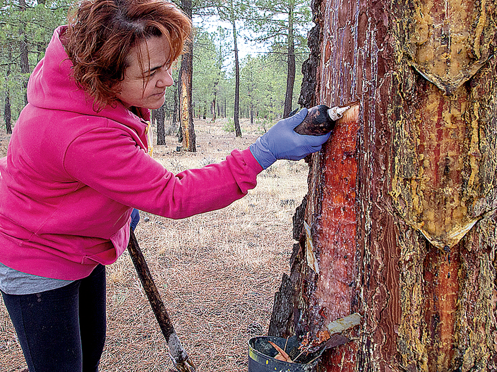 Una resinera extrae el producto de un árbol en un pinar de Coca. /NEREA LLORENTE
