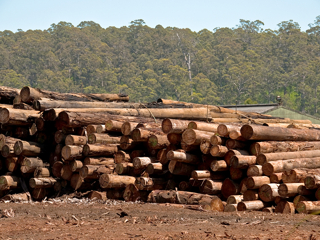 Los aprovechamientos de madera son una fuente de ingresos para varios municipios de la provincia. / E. A.