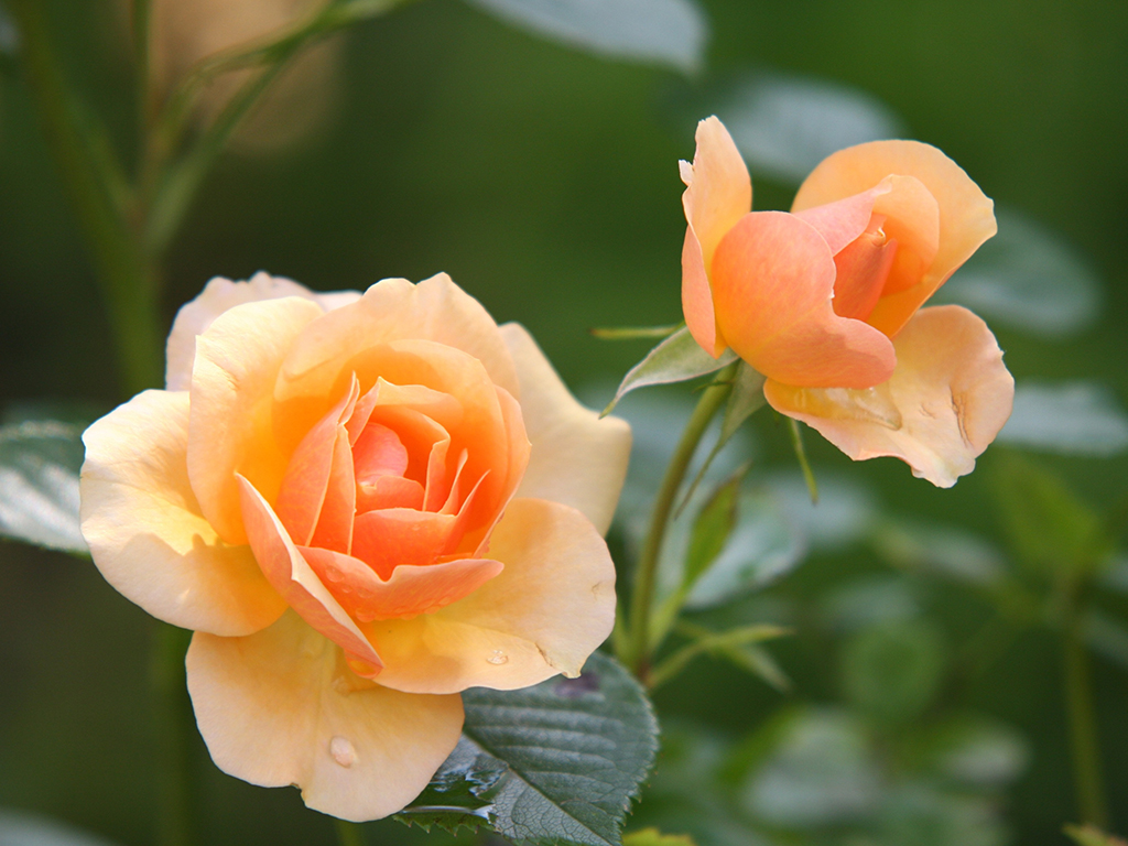 La primavera segoviana servirá de inspiración a los vecinos en la decoración de sus ventanas. / El Adelantado