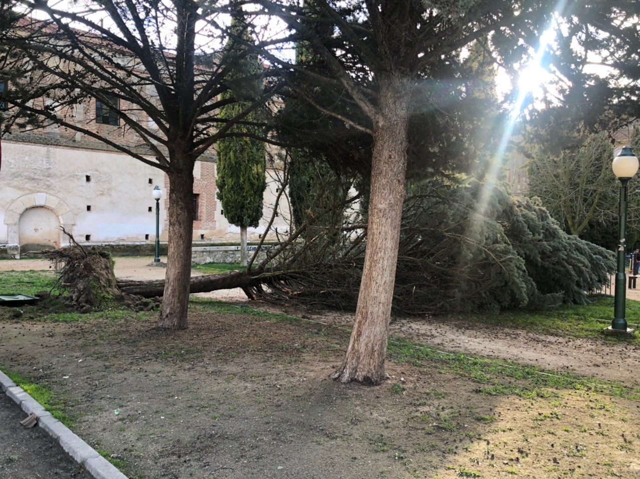 Uno de los árboles caídos, en los Paseos de San Francisco.
