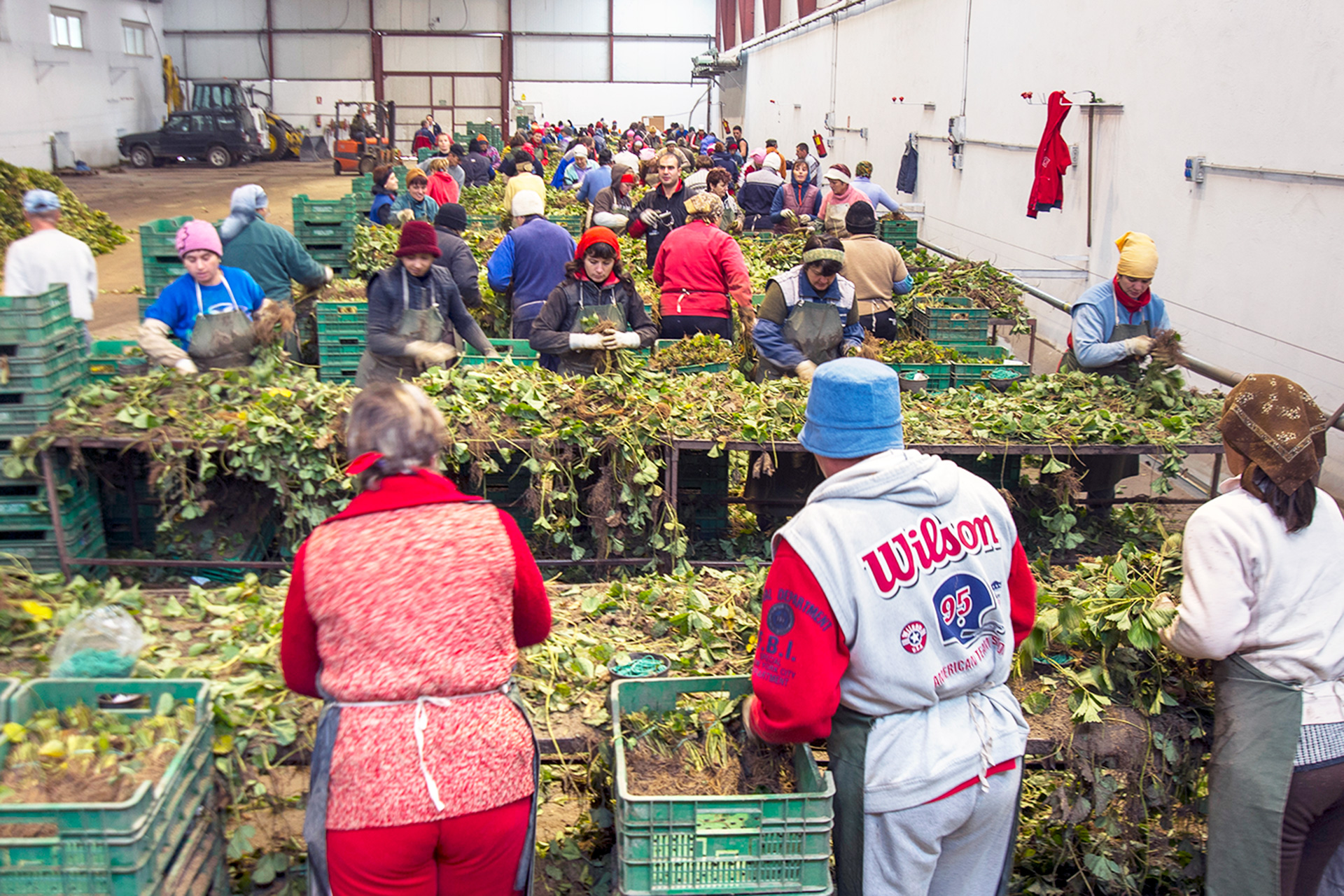 Crece el número de contagiados en los siete brotes entre temporeros 1 Temporeros trabajan en la campaña de la fresa de la provincia. / KAMARERO