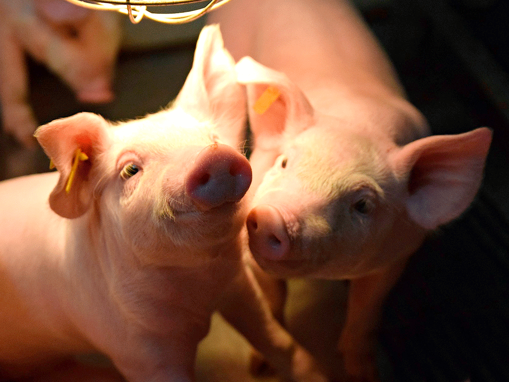 Se facilitará la salida de animales de las granjas. /ROCÍO PARDOS