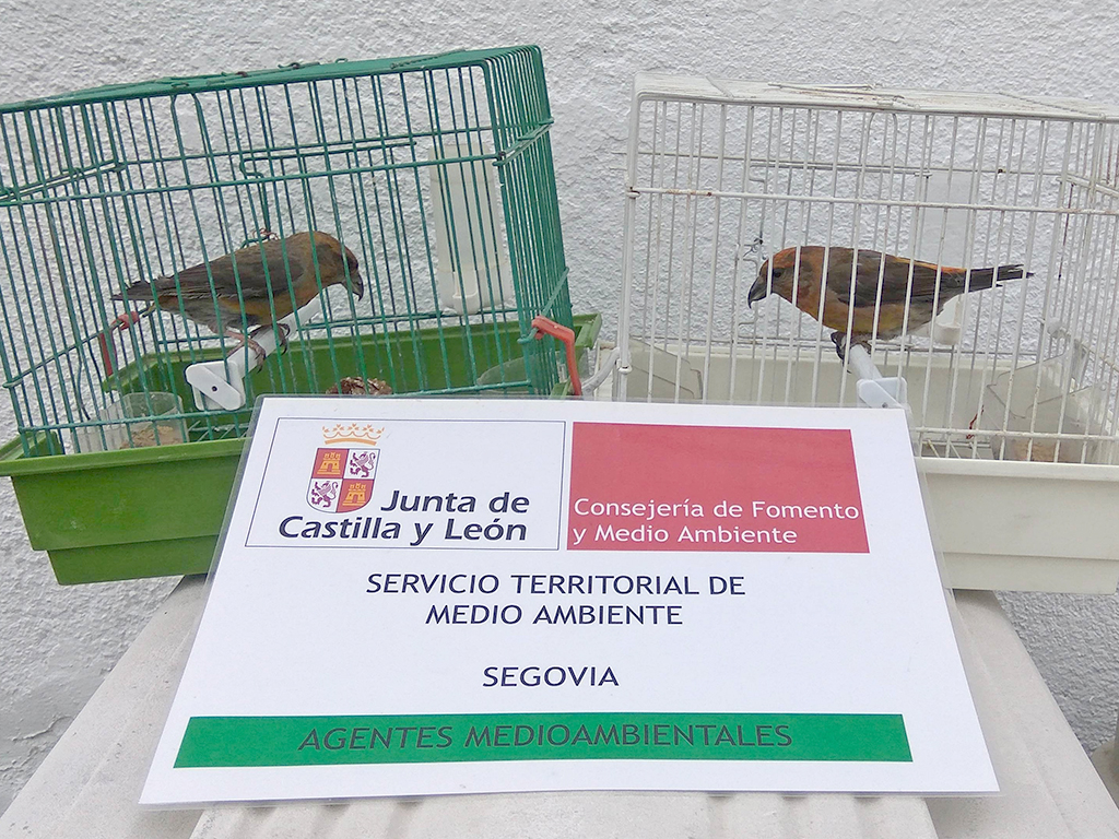 7 1 pajaros decomisados