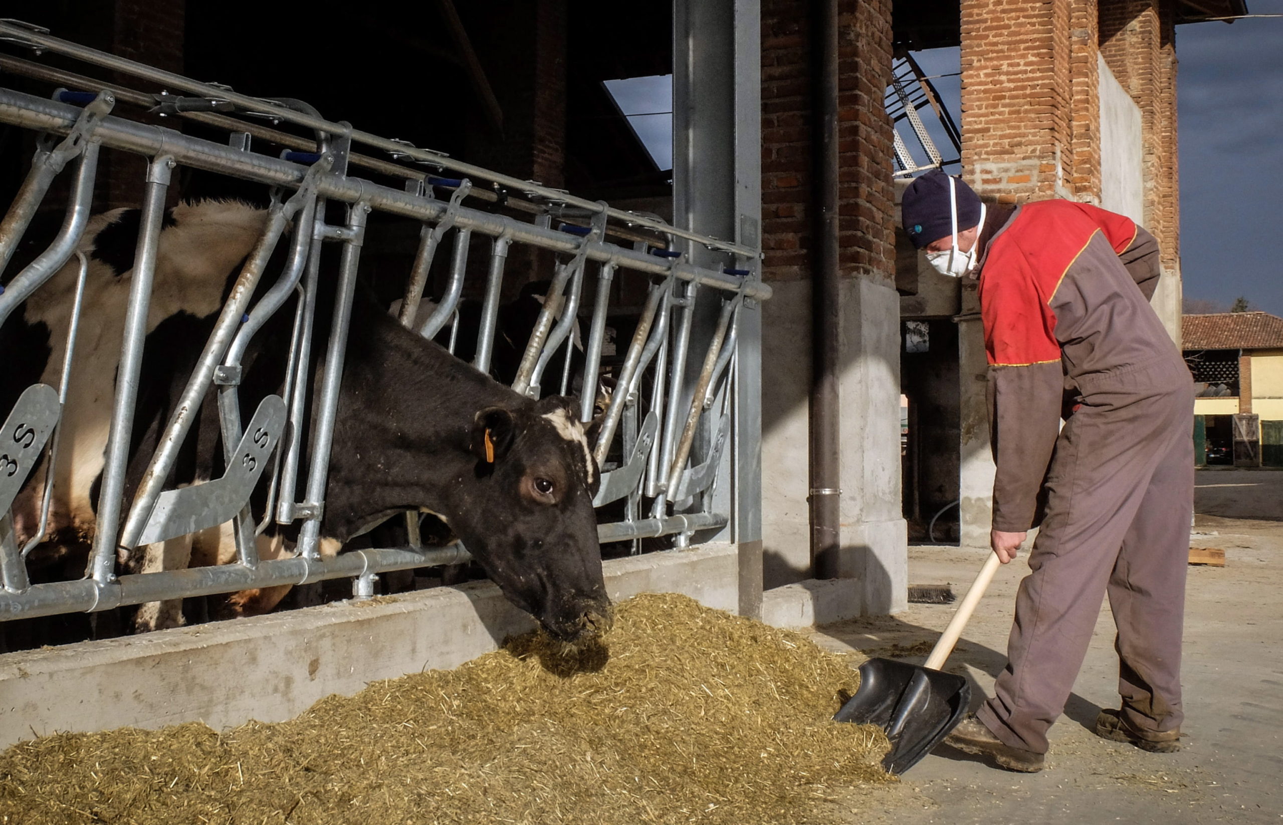 Un ganadero, en sus funciones. / EL ADELANTADO