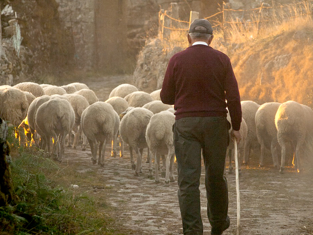 Un pastor, dirigiendo a unas ovejas./ EL ADELANTADO