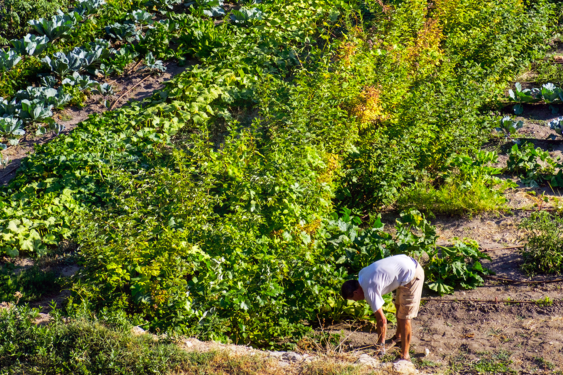 Es época de siembra de muchos cultivos en la provincia, por lo que los hortelanos ya pueden volver a sus terrenos. /KAMARERO