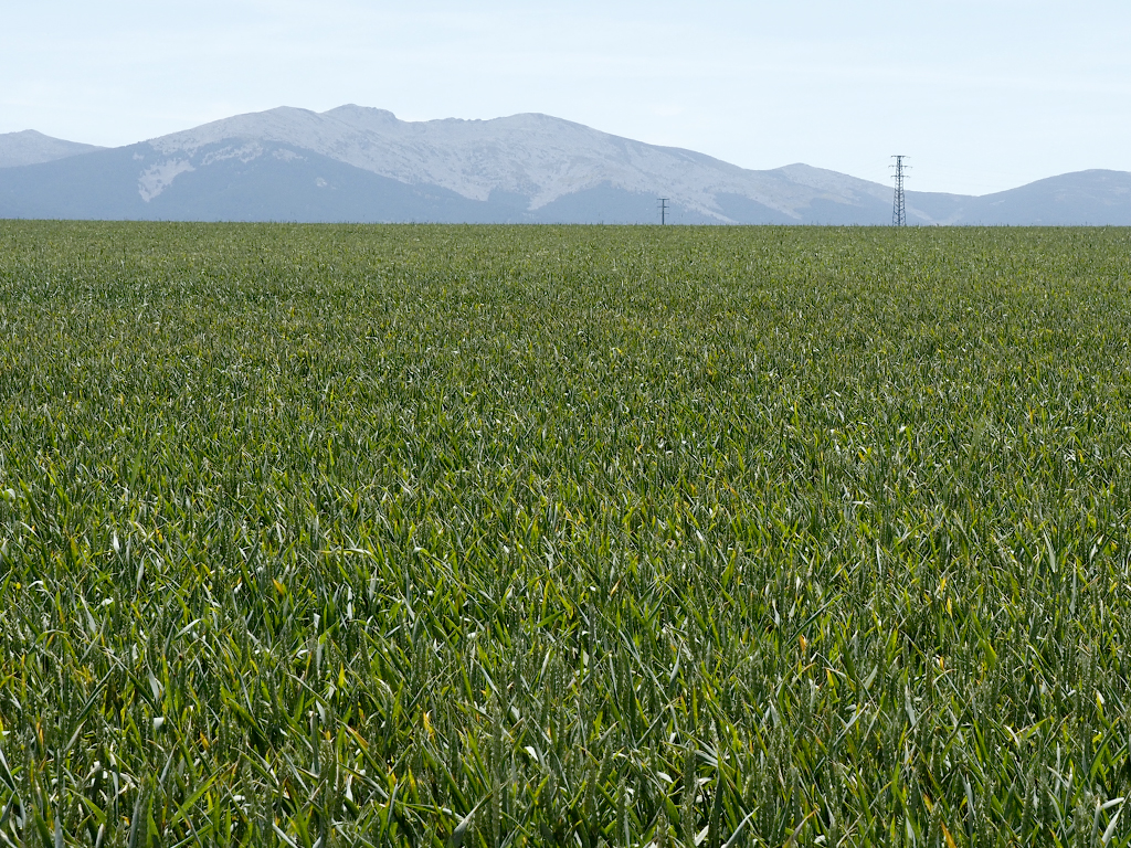 Imagen de ayer de un campo de cereal cerca de Segovia.