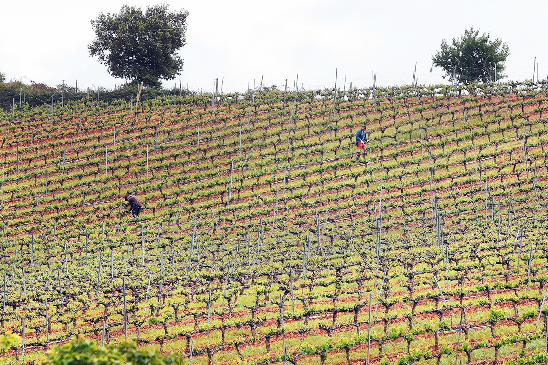 Jornaleros trabajando en el cuidado de viñedos de la zona de El Bierzo./ EFE