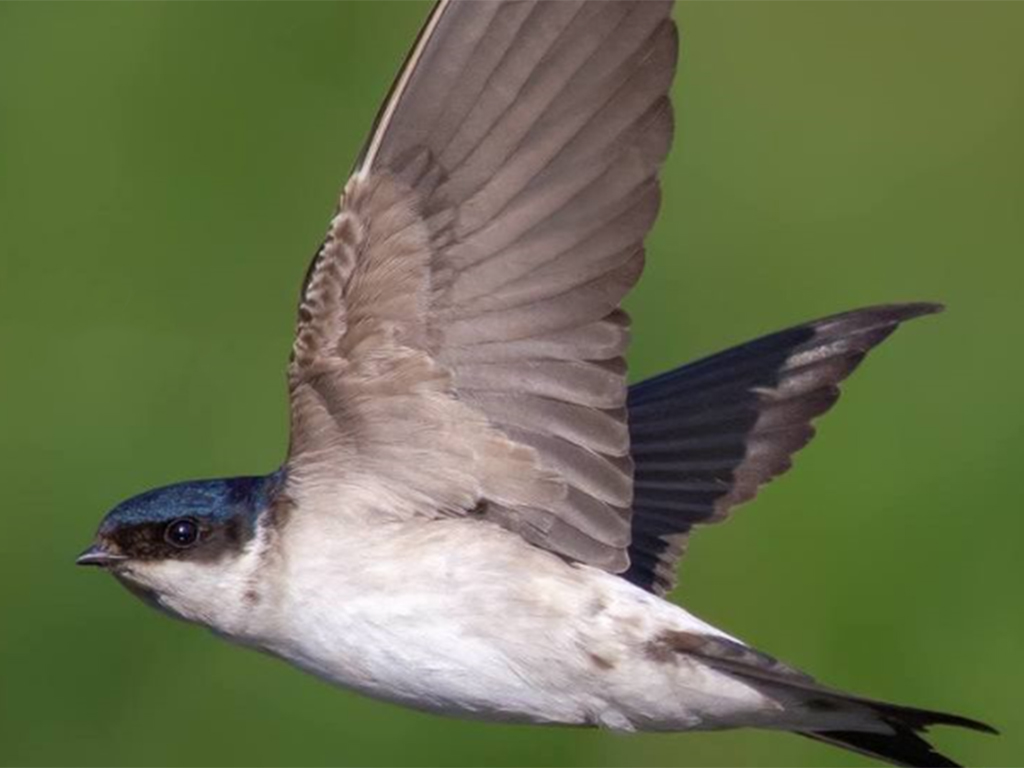 El avión común es un ave pequeña, de aspecto compacto, negro azulada brillante por arriba y blanca por debajo. / Nick Vorobey / shutterstock