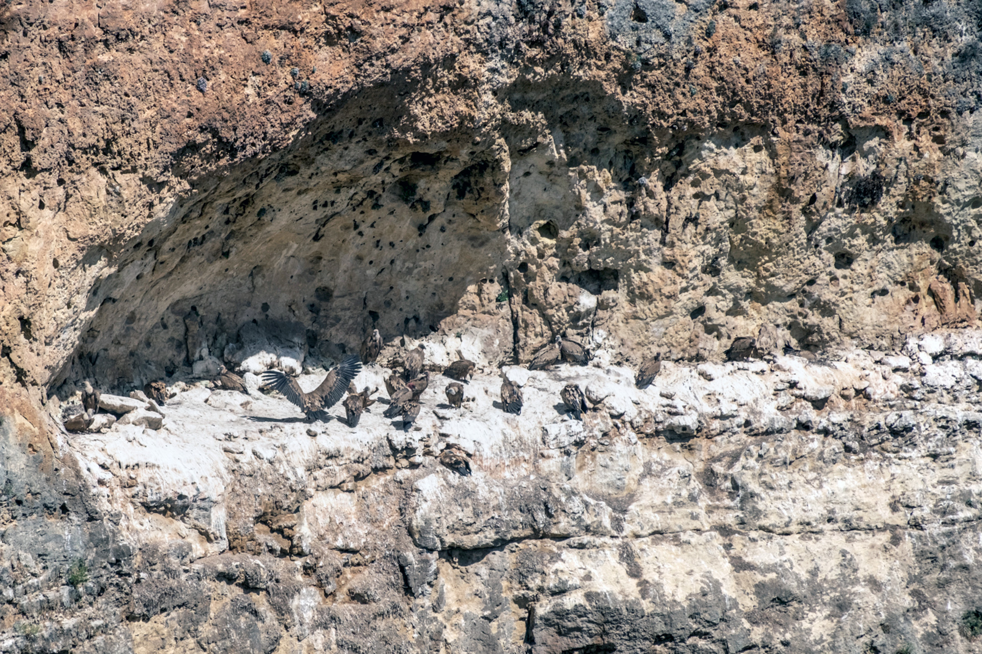 En los grandes cortados del parque instalan sus nidos varias especies, como el buitre leonado. /KAMARERO
