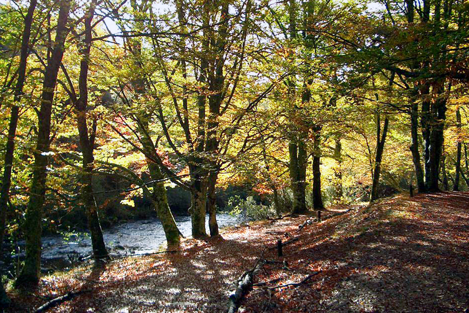 Hayedo propio del Sistema Central. / EL ADELANTADO