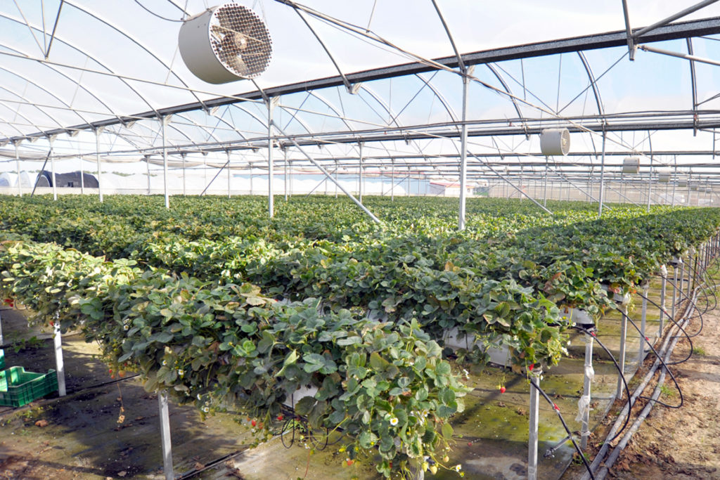 05 1kama chañe viviero KAM2105