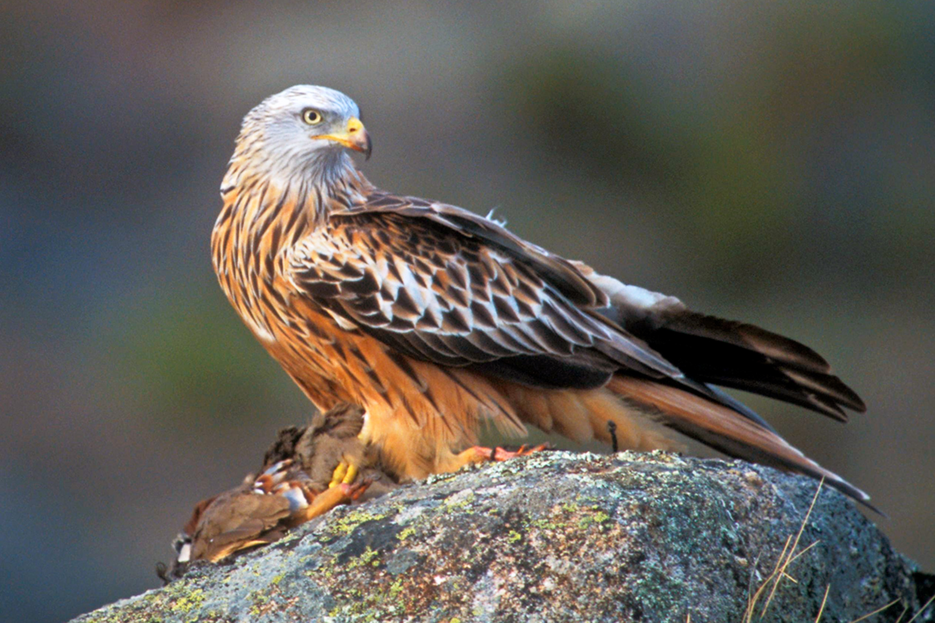 Los cebos envenenados han provocado la muerte de un total de 113 milanos reales entre 1992 y 2017.