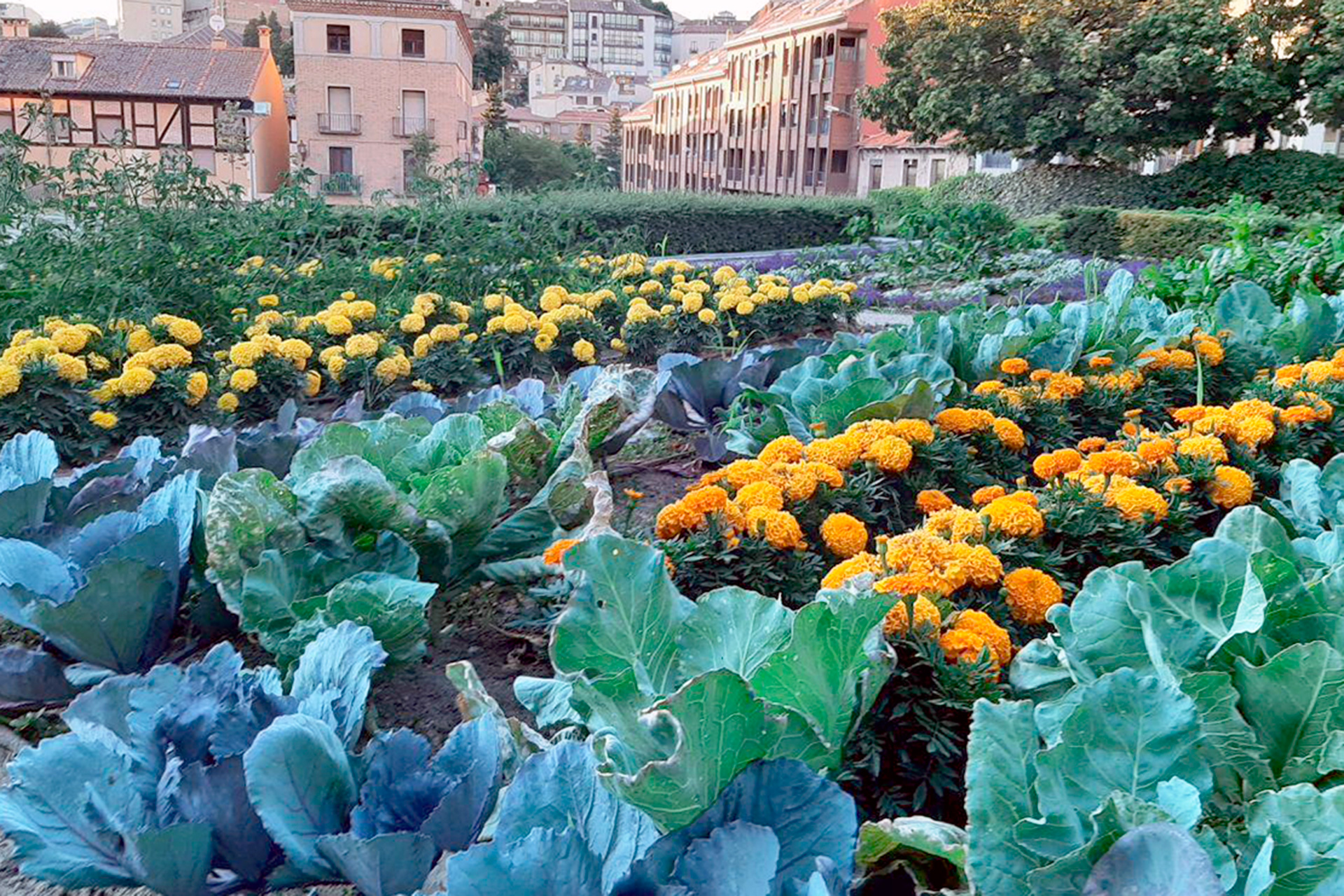 Primeras plantaciones del proyecto ‘Increíbles jardines comestibles’, que promueve la concejalía de Media Ambiente del Ayuntamiento de Segovia. / E.A.