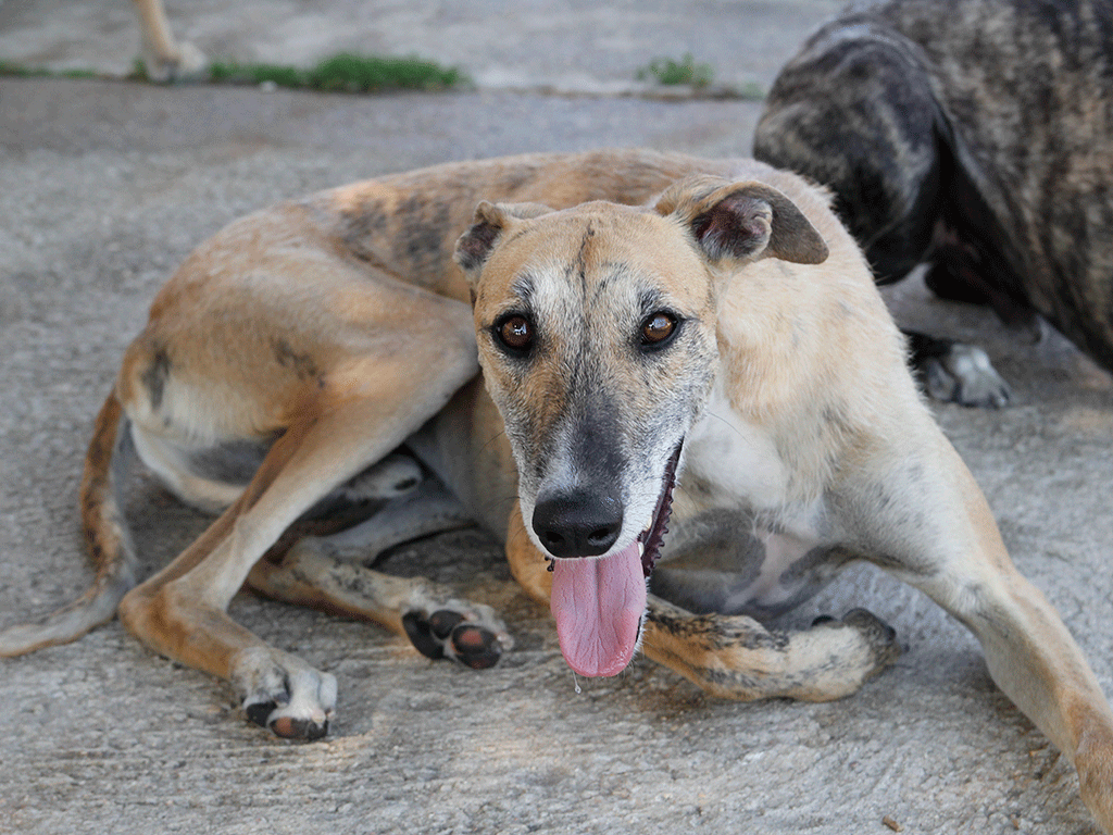 Algunos de los perros de más edad que viven en el Centro de Protección de Animales de Segovia. / Nerea Llorente